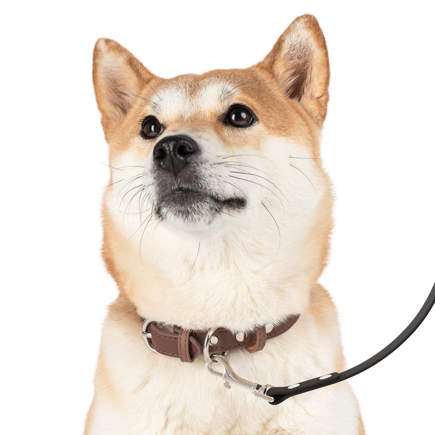 Stylish Pet Leash, Dog Walking Gear, Pet Accessories for Halloween